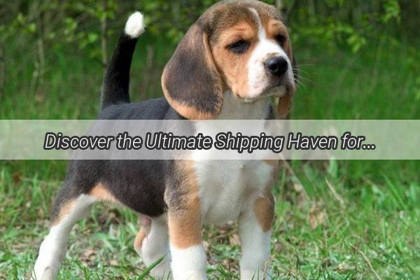 Discover the Ultimate Shipping Haven for Live Dogs in Zhangpu Your Compassionate Guide